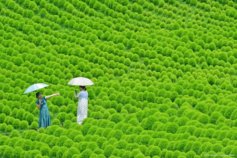 Kochia calling: Right now is a great off-season season to visit this beautiful Japanese park