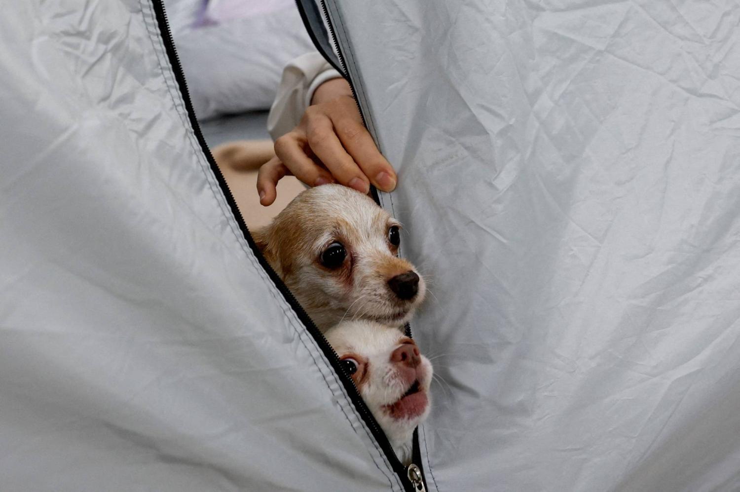  Dogs allowed! Animal hospital opens doors to Japan quake survivors and their pets 