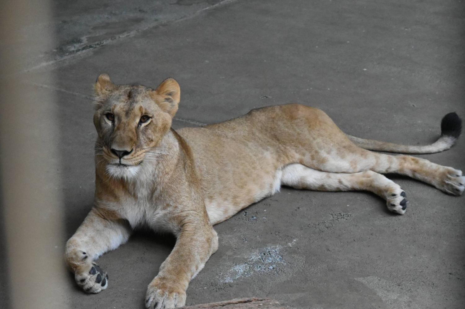  Three lions die at Tokyo’s Tama Zoo amid heat wave 