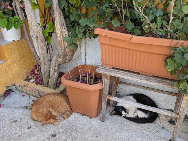 Stray cats almost became classified as an invasive species in Japan but the change was overturned