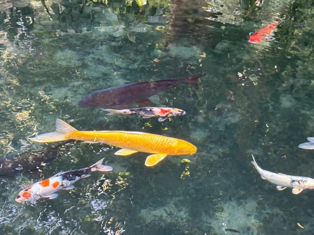 Beautiful off-the-beaten-path spot near samurai castle in rural Japan looks like a Monet painting
