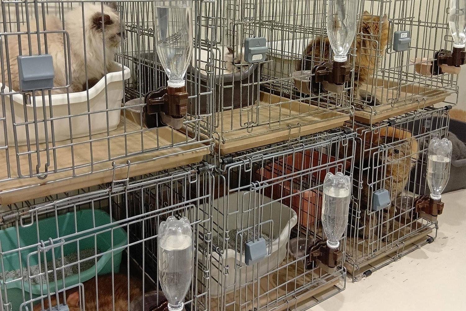 Twenty-five cats rescued from Japan mall damaged by earthquake and explosion