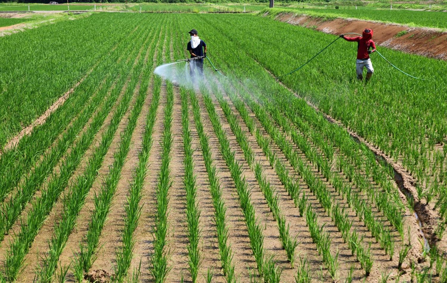 Japan’s food self-sufficiency ratio falls to 37%, well below 2030 goal of 45%